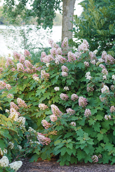 Hydrangea quer. 'Gatsby Pink' (PW)