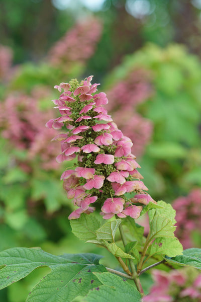 Hydrangea quer. 'Gatsby Pink' (PW)