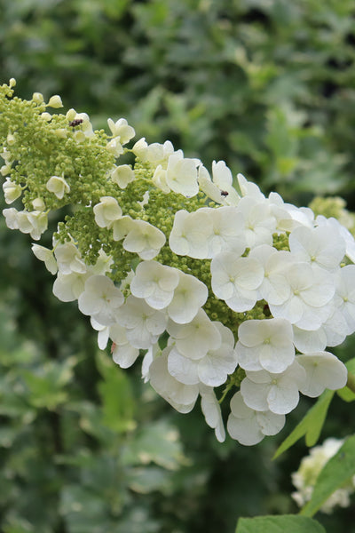 Hydrangea quer. 'Gatsby Pink' (PW)