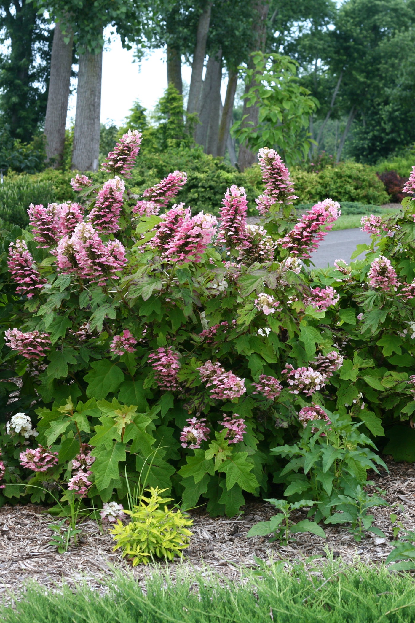 Hydrangea quer. 'Gatsby Pink' (PW)