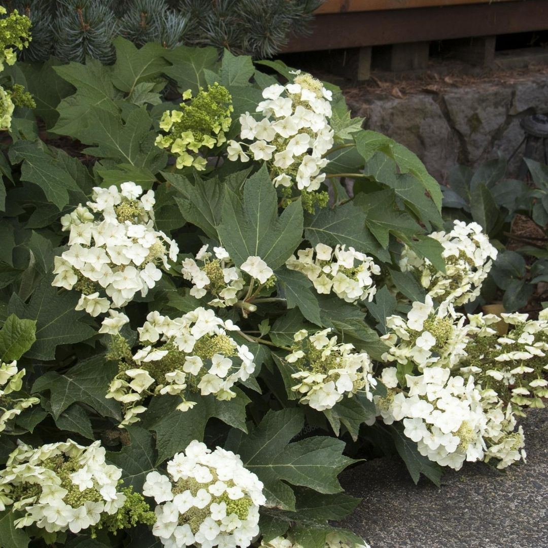 Hydrangea quer. 'Munchkin'