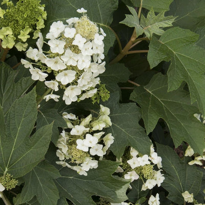 Hydrangea quer. 'Munchkin'