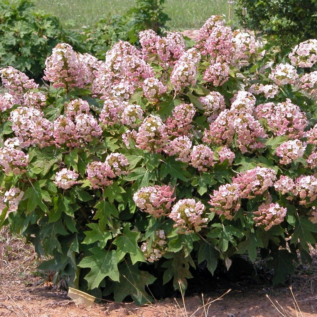 Hydrangea quer. 'Munchkin'