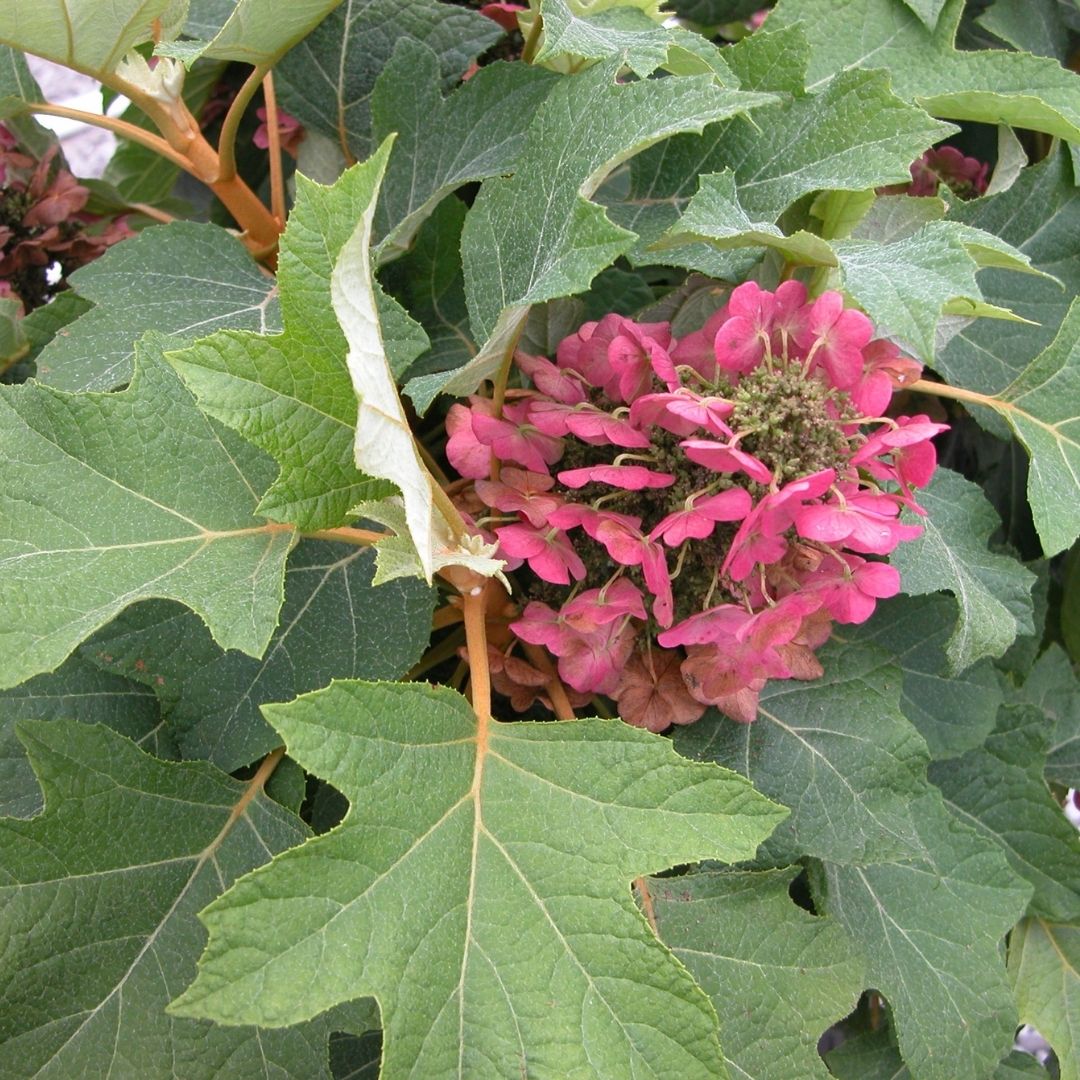 Hydrangea quer. 'Munchkin'