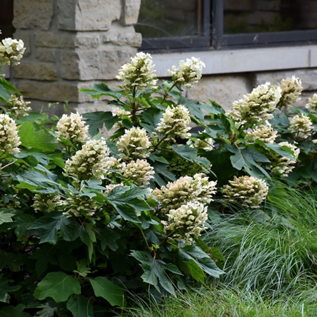 Hydrangea quer. 'Munchkin'