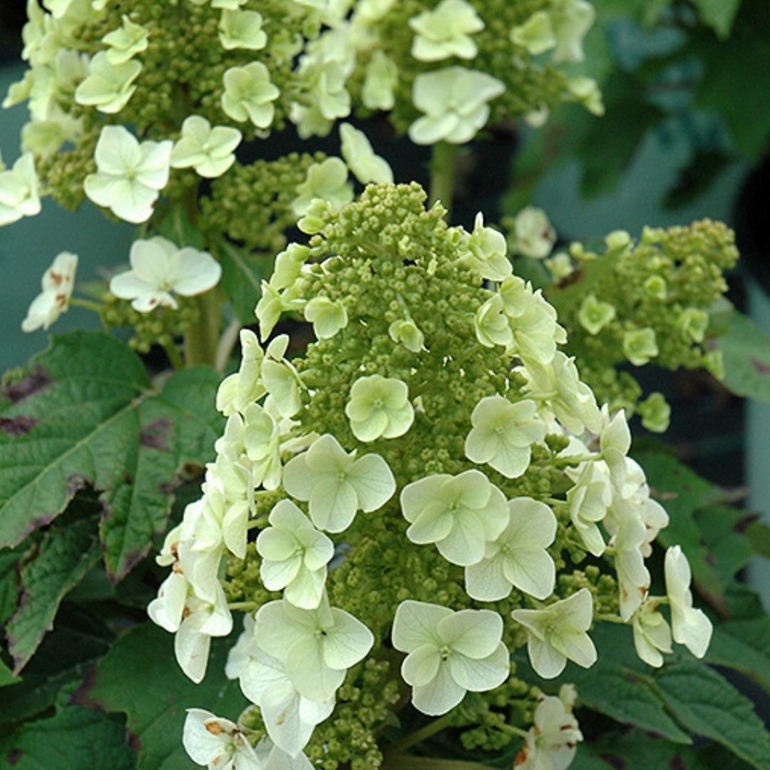 Hydrangea quer. 'Munchkin'