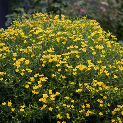 Hypericum Sunny Boulevard® (PW)