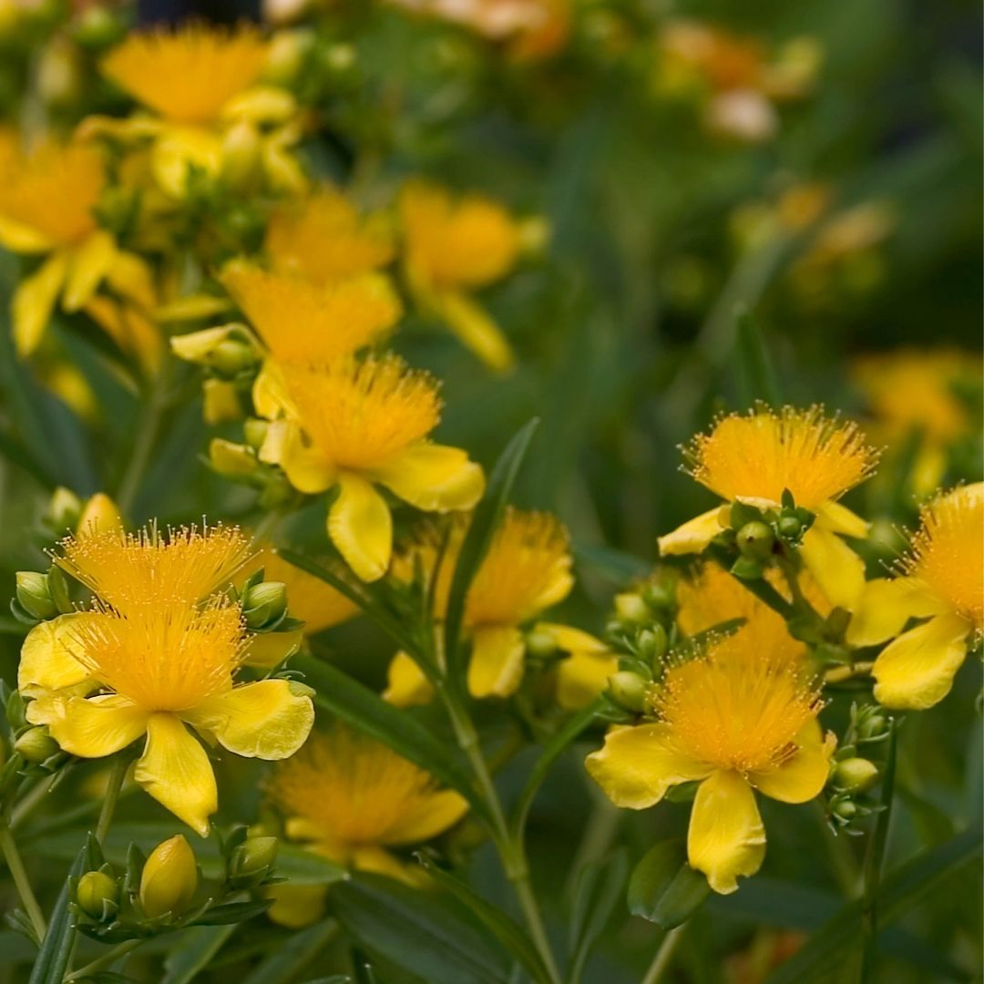 Hypericum Sunny Boulevard® (PW)