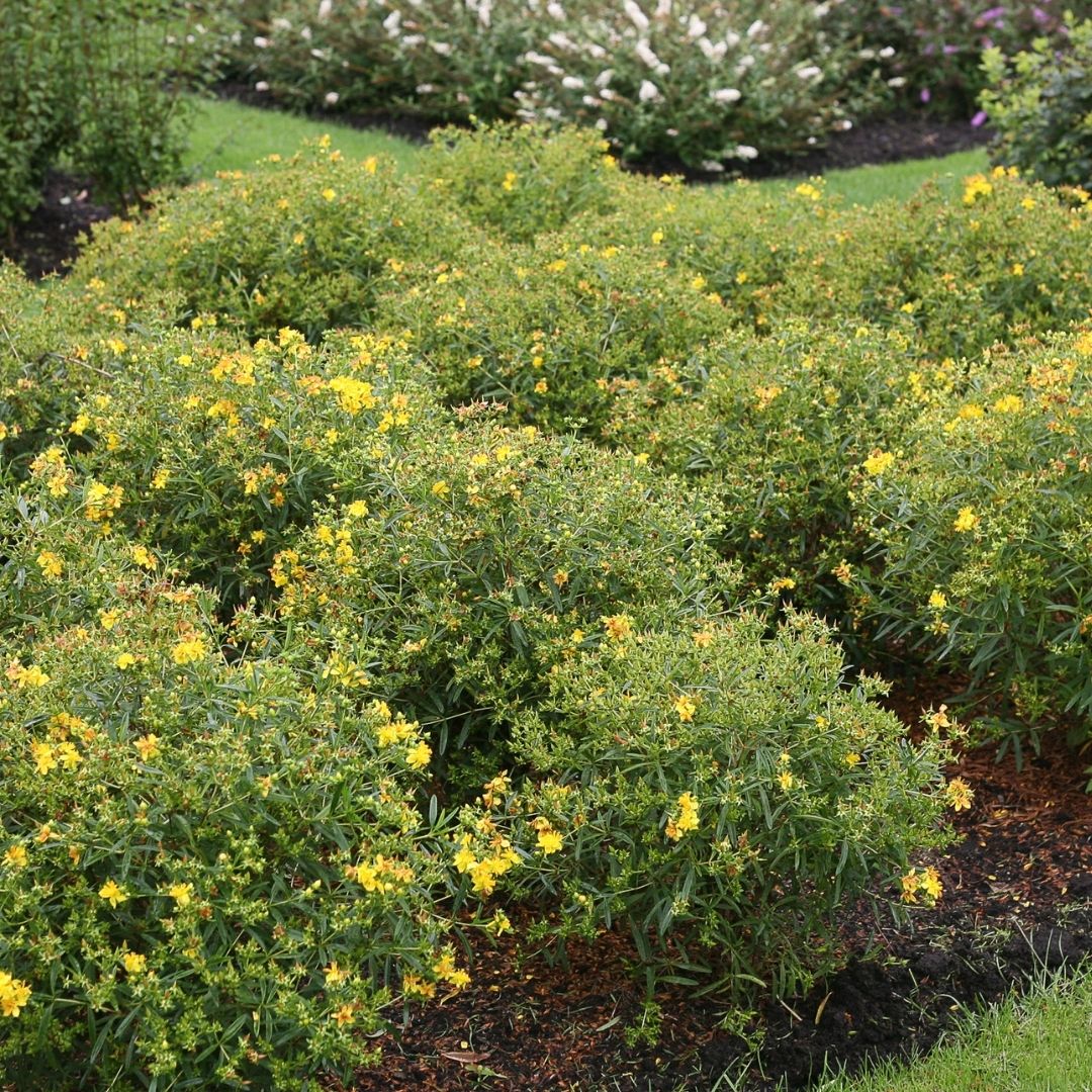 Hypericum Sunny Boulevard® (PW)