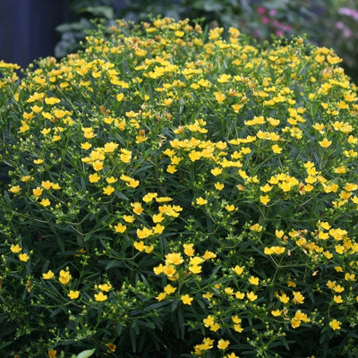 Hypericum Sunny Boulevard® (PW)