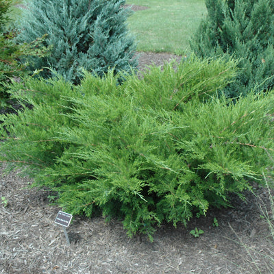 Juniperus 'Sea Green'