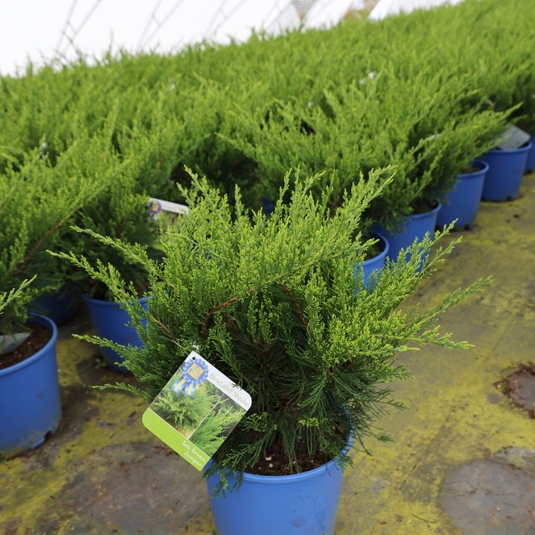 Juniperus 'Sea Green'