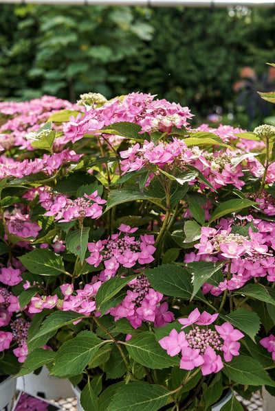 Hydrangea mac. Can Do!® (PW)