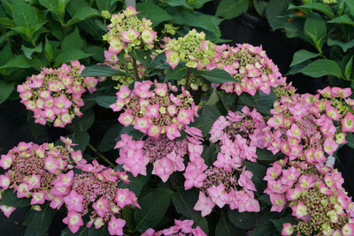 Hydrangea mac. Can Do!® (PW)