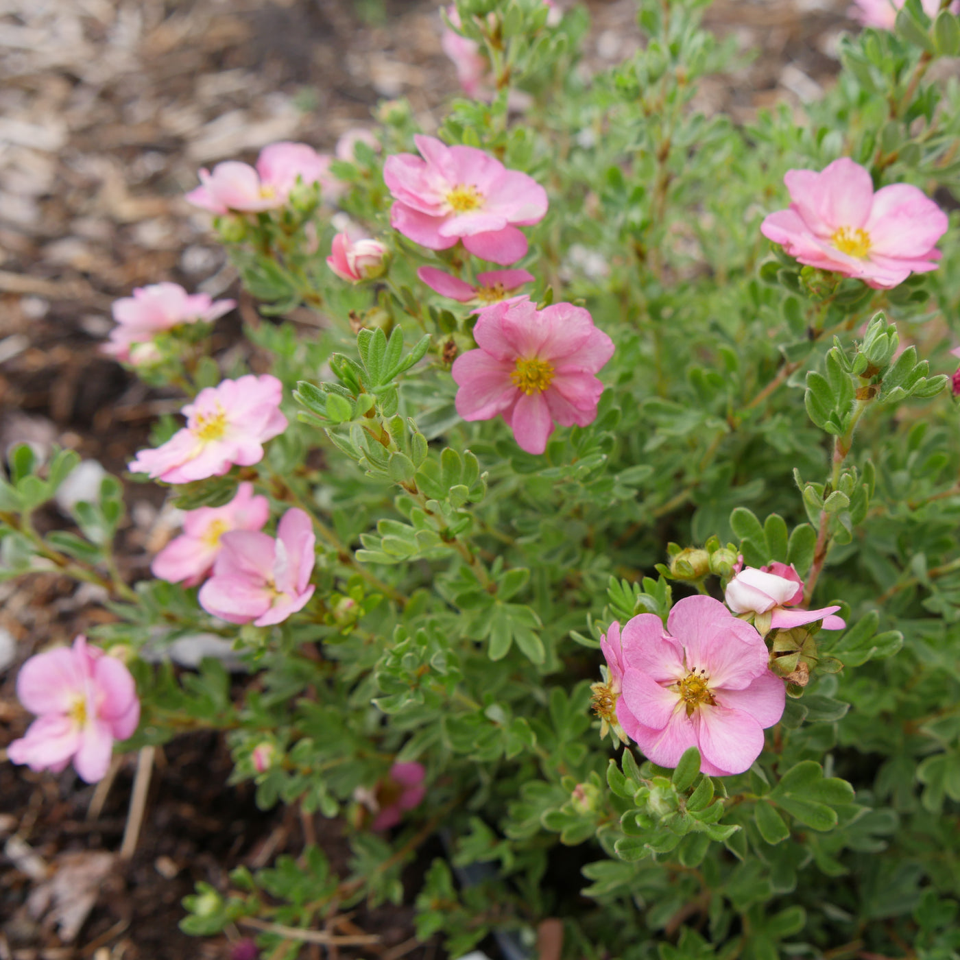 Potentilla Happy Face Hearts® (PW)