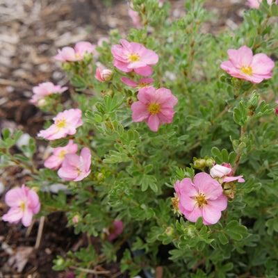 Potentilla Happy Face Hearts® (PW)