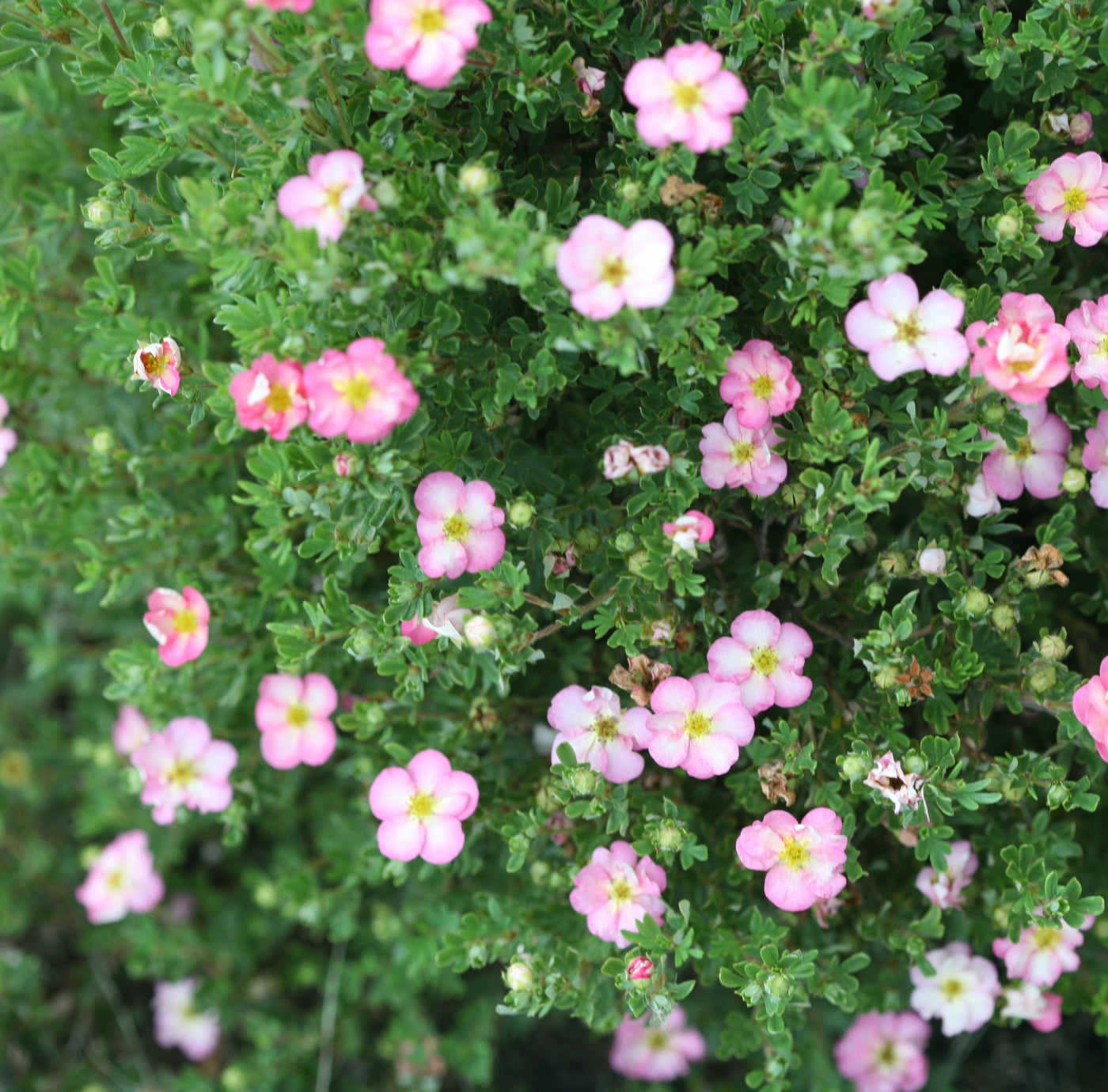 Potentilla Happy Face Hearts® (PW)