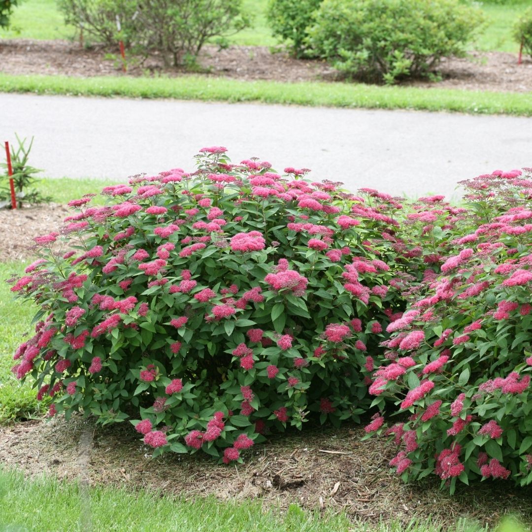 Spirea Double Play® Red (PW)