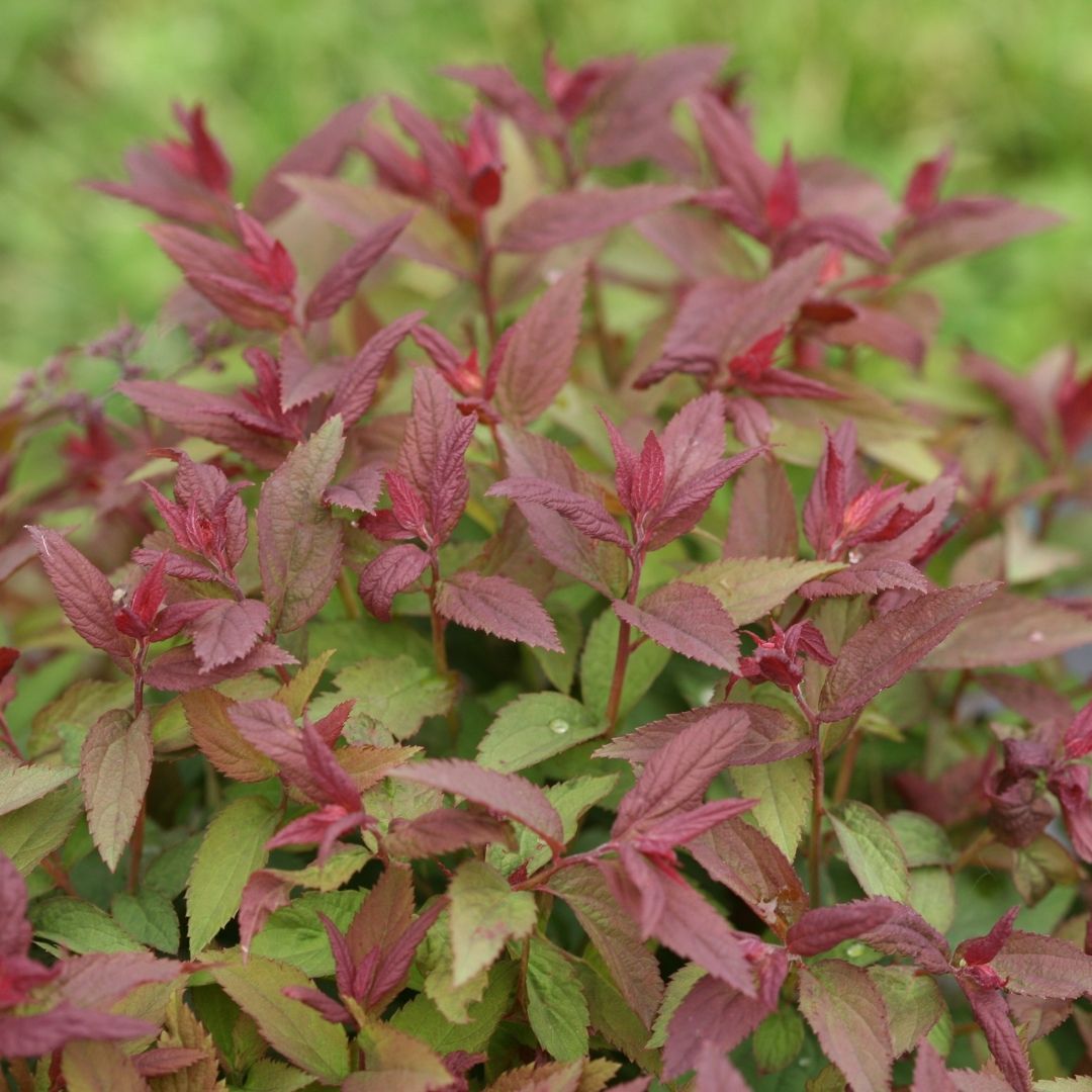 Spirea Double Play® Red (PW)