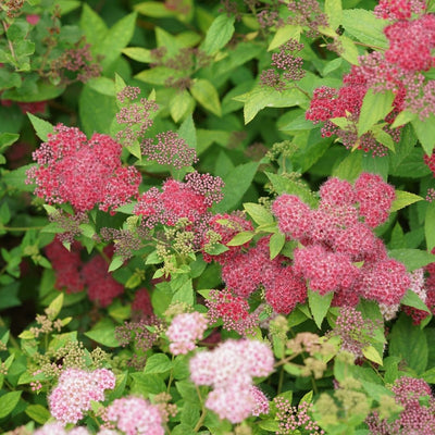 Spirea Double Play® Red (PW)