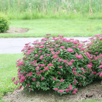 Spirea Double Play® Red (PW)