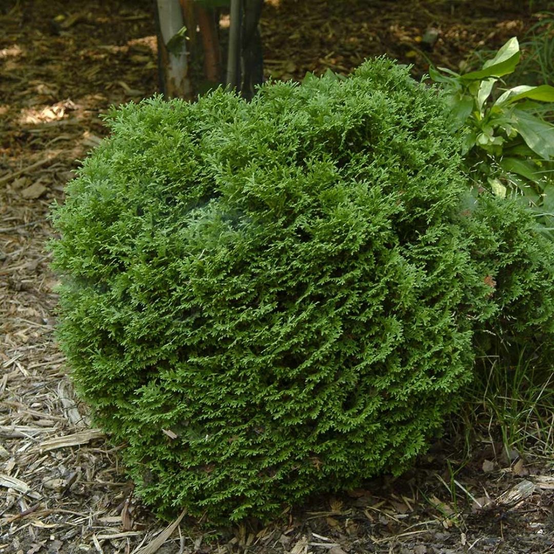 Thuja 'Hetz Midget'