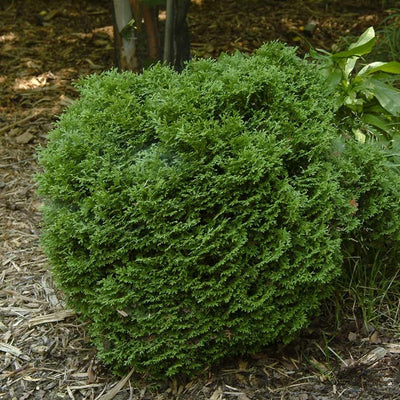 Thuja 'Hetz Midget'