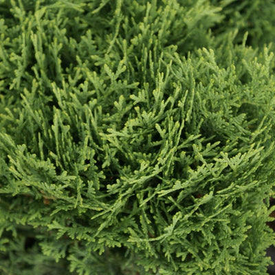 Thuja 'Hetz Midget'