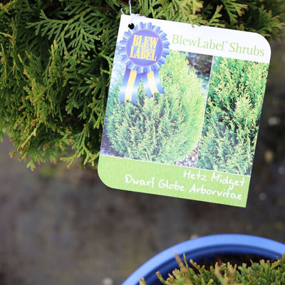 Thuja 'Hetz Midget'