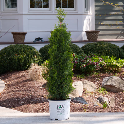 Thuja North Pole® (PW)