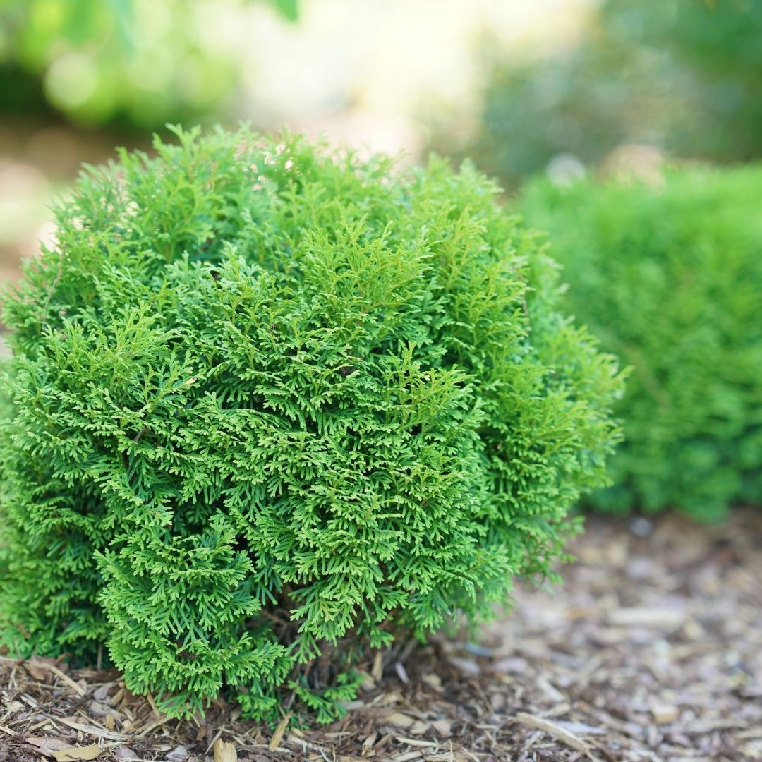 Thuja Tater Tot® (PW)