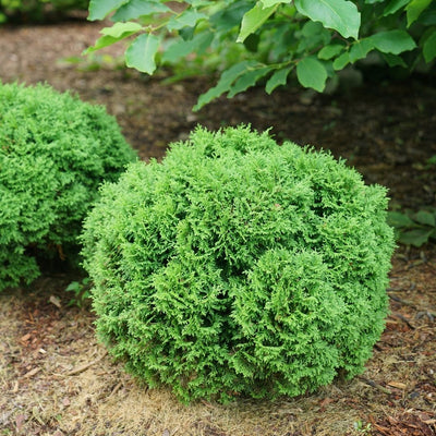 Thuja Tater Tot® (PW)