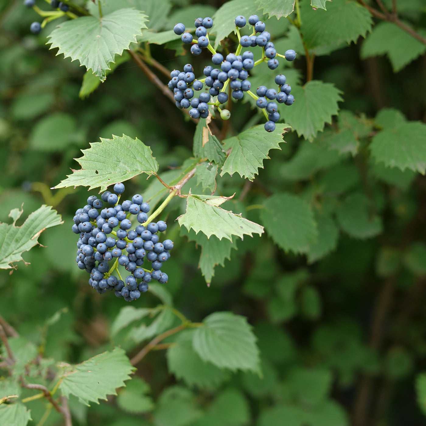 Viburnum 'Blue Muffin' (PW)