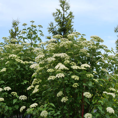 Viburnum 'Blue Muffin' (PW)