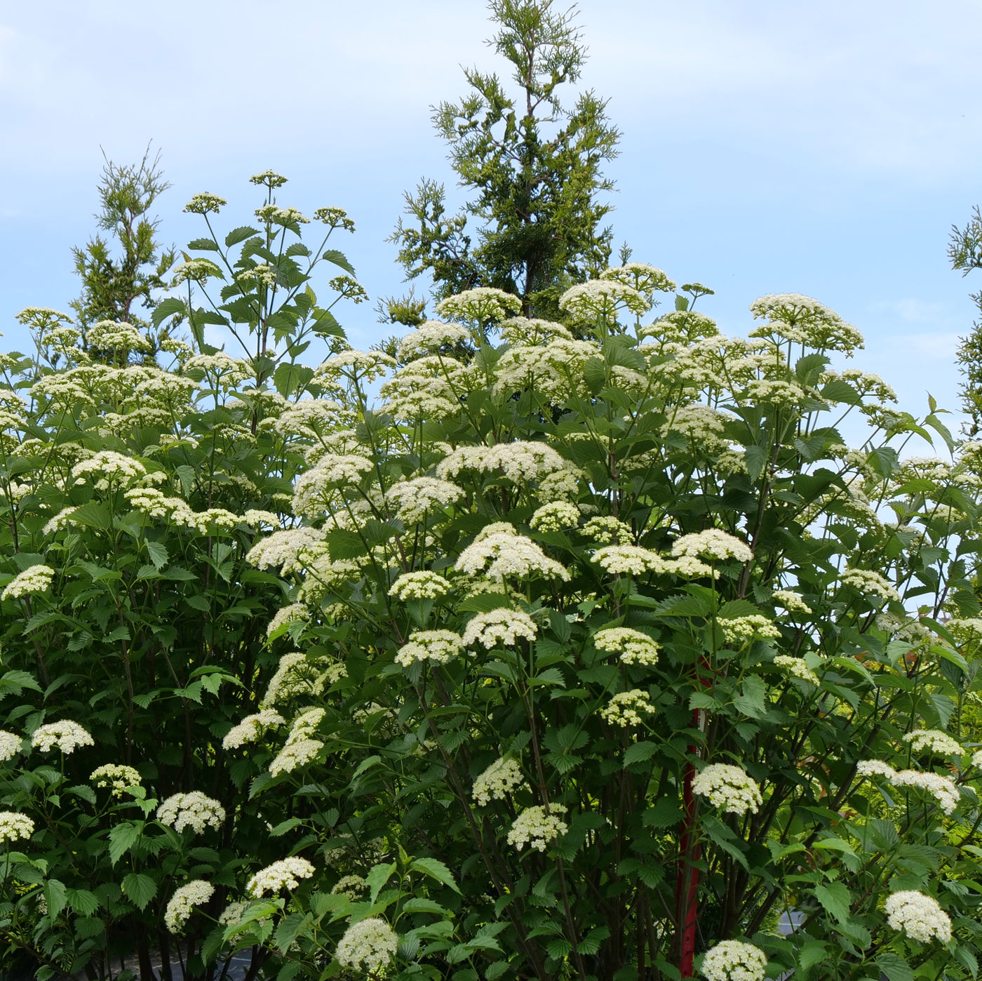 Viburnum Blue Muffin® (PW)