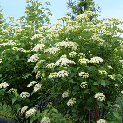 Viburnum 'Blue Muffin' (PW)