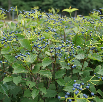 Viburnum 'Blue Muffin' (PW)