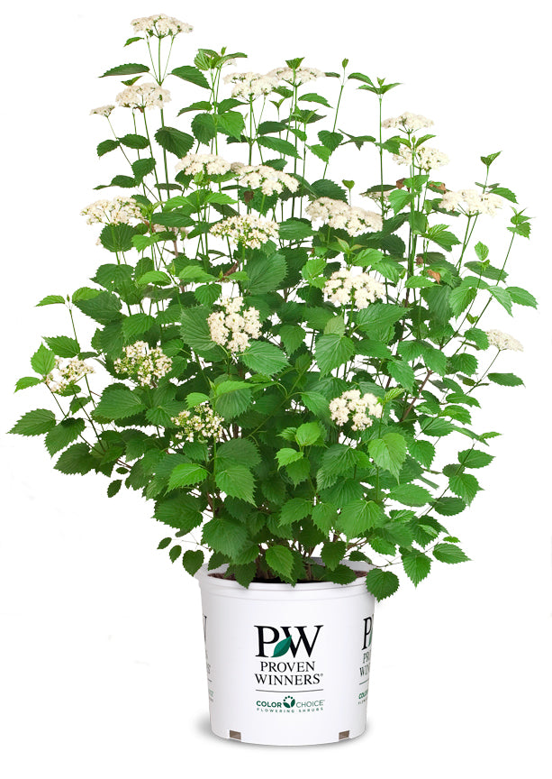 Viburnum Blue Muffin® (PW)