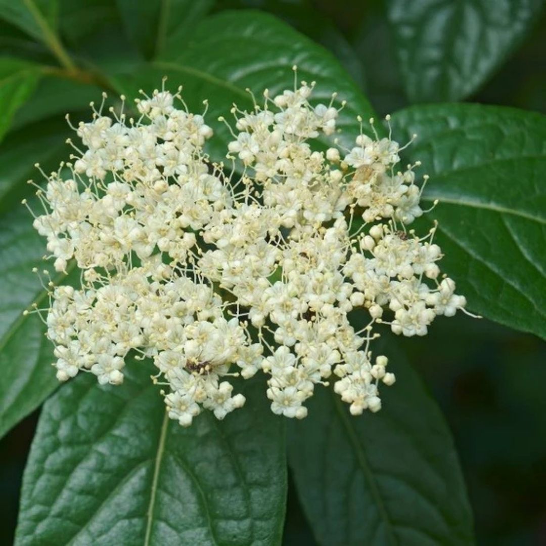 Viburnum 'Winterthur'