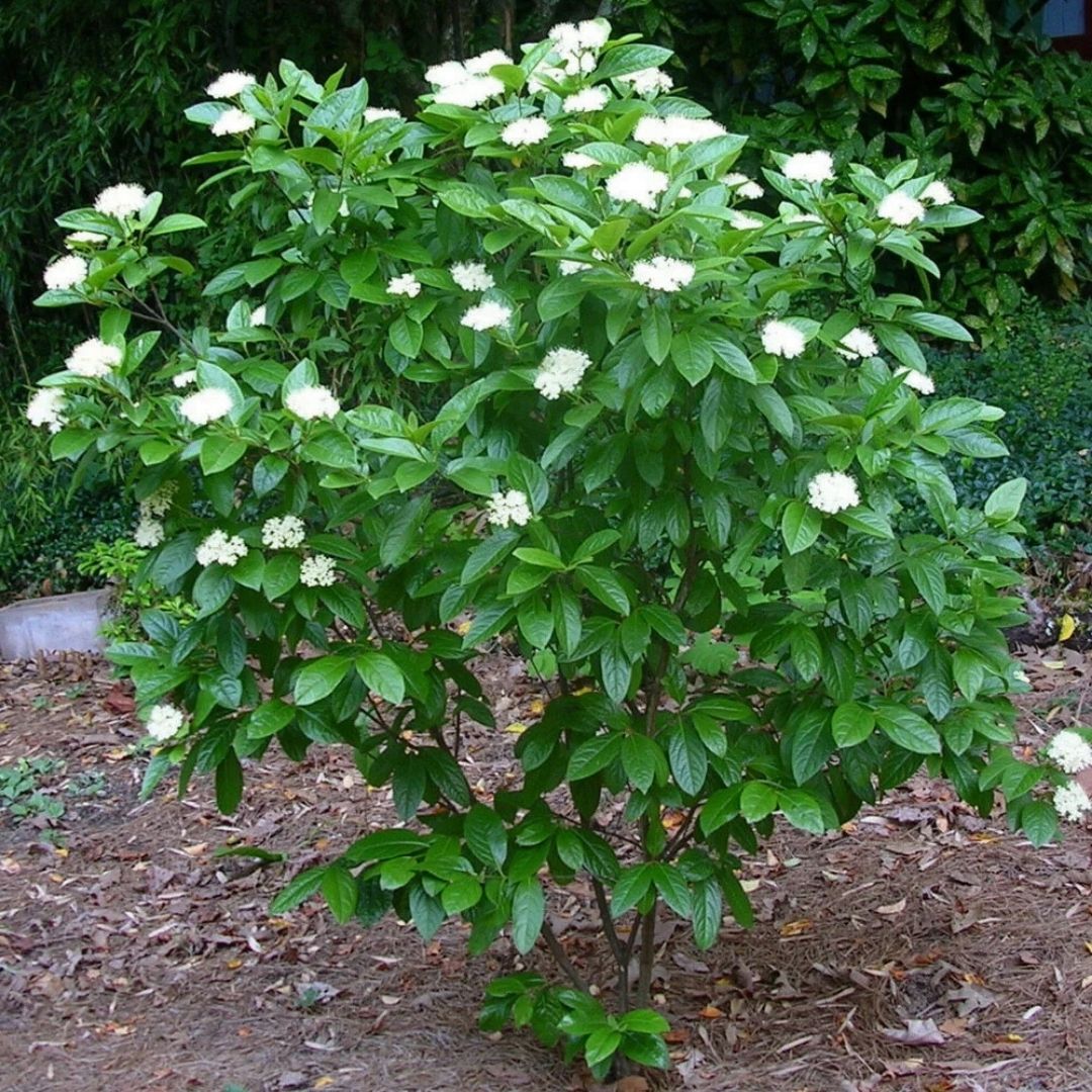 Viburnum 'Winterthur'