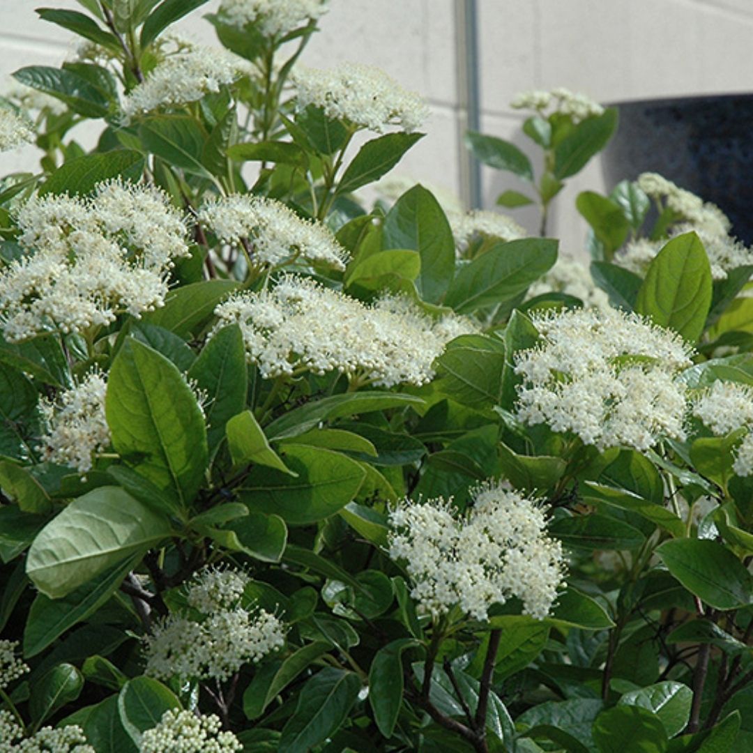 Viburnum 'Winterthur'