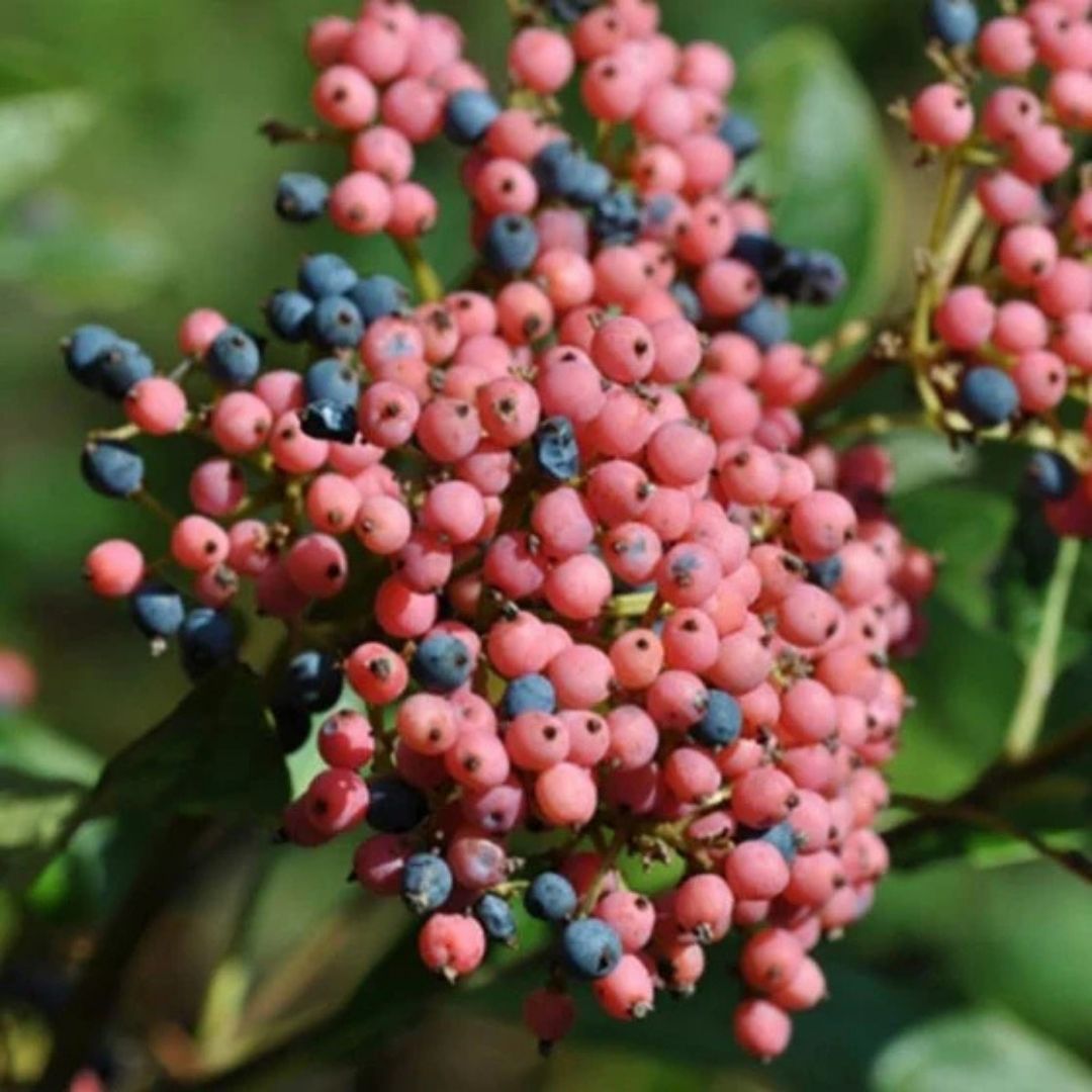 Viburnum 'Winterthur'