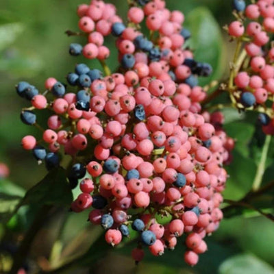 Viburnum 'Winterthur'