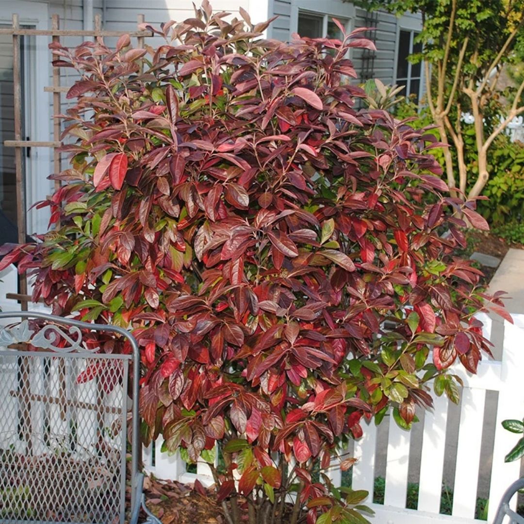 Viburnum 'Winterthur'