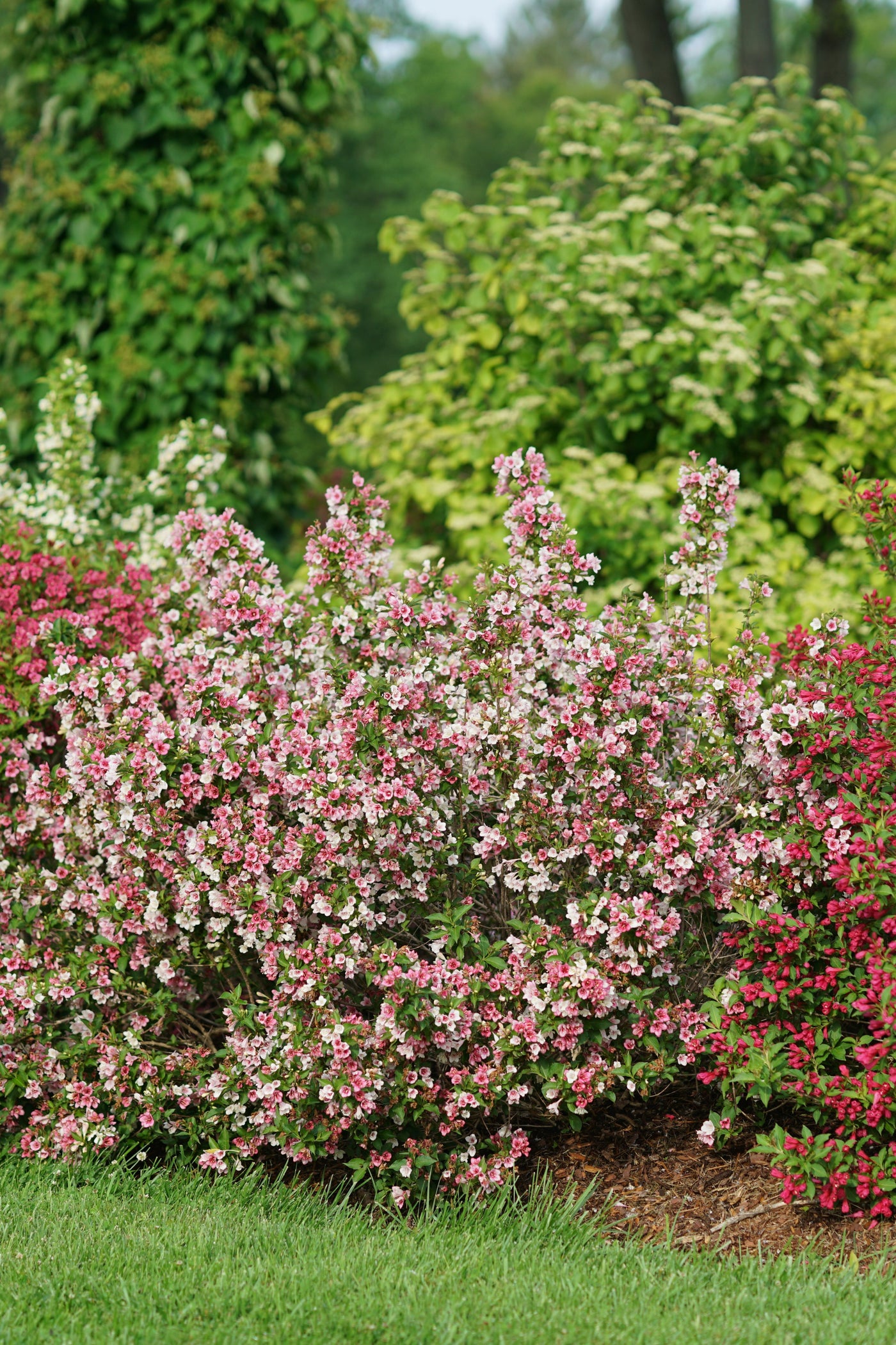 Weigela 'Czechmark Trilogy' (PW)