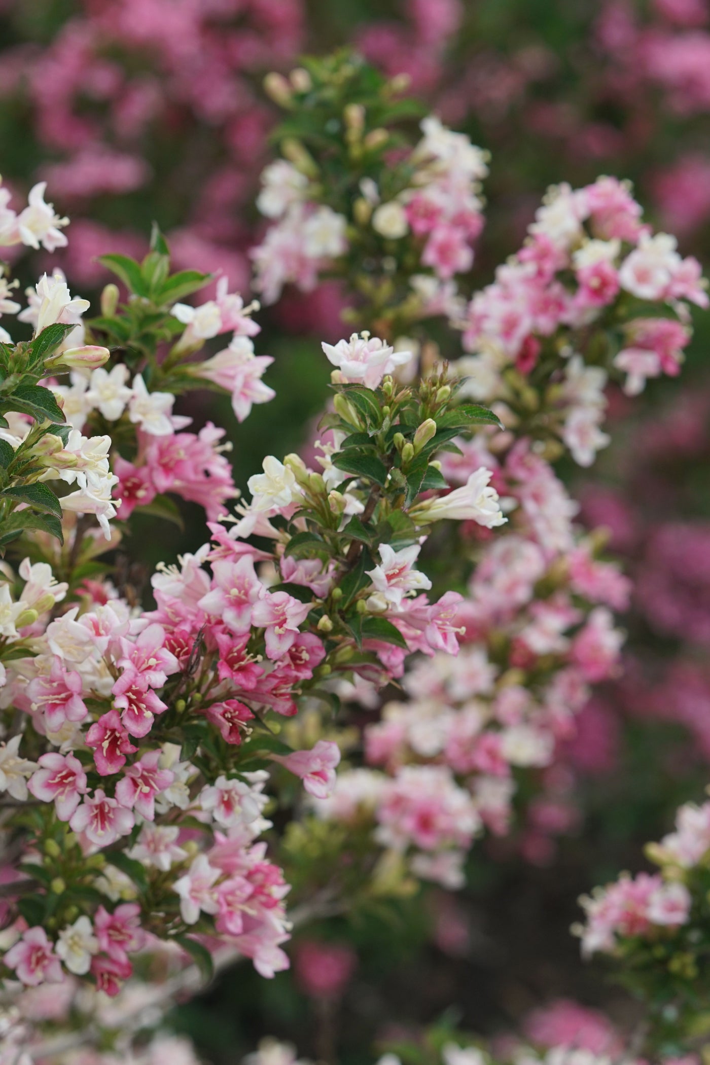 Weigela 'Czechmark Trilogy' (PW)