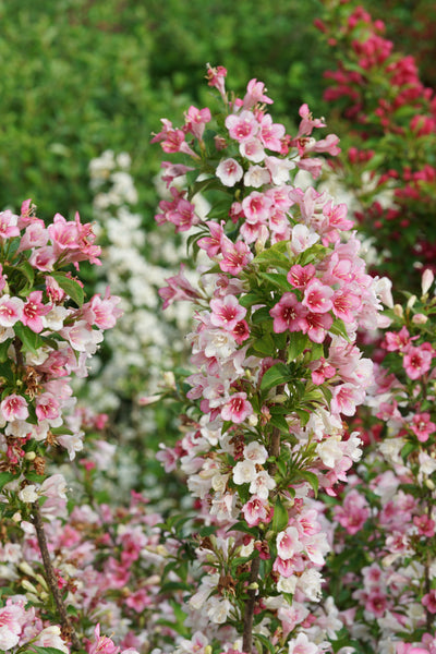 Weigela 'Czechmark Trilogy' (PW)