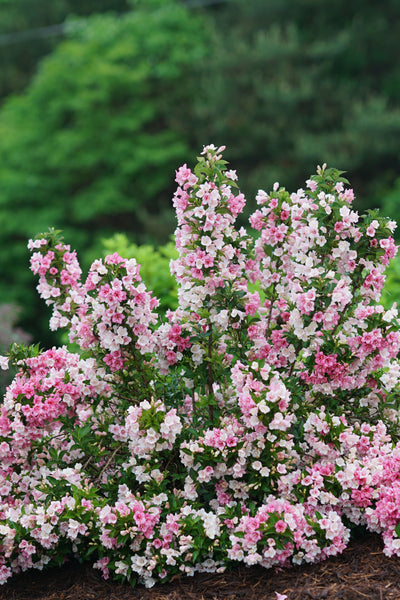 Weigela 'Czechmark Trilogy' (PW)