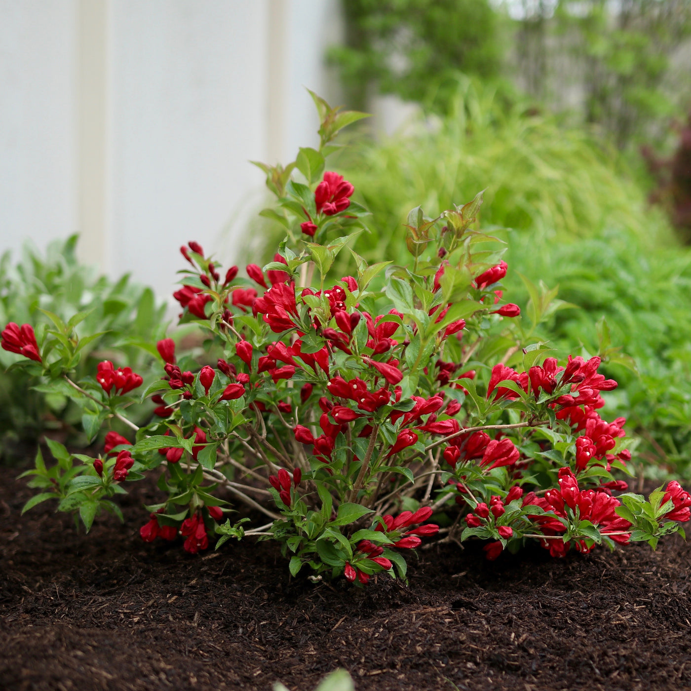 Weigela Sonic Bloom® Red (PW)