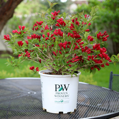 Weigela Sonic Bloom® Red (PW)